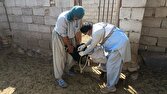 بیش از ۱۵۰۰ رأس دام عشایری علیه تب برفکی در سیب‌وسوران