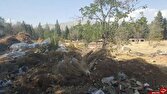 خشکیدگی درختان چیتگر نتیجه سال‌ها تنش آبی است