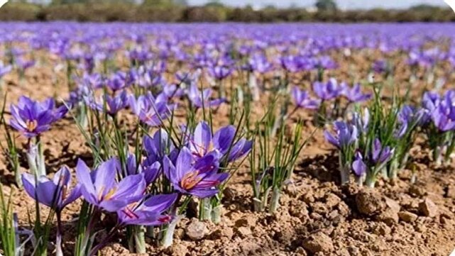 برداشت زعفران از مزارع آذربایجان‌غربی آغاز شد
