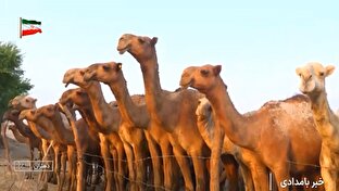 پرورش شتر در دشت عباس + فیلم