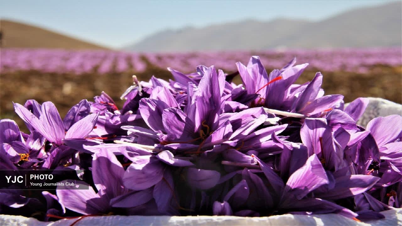 پاییز در بام ایران کلاله‌های سرخ می‌چیند+تصاویر