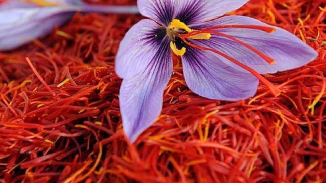 توسعه طلای سرخ در بام شرق ایران؛ سطح زیر کشت زعفران در سیستان و بلوچستان به ۵۱ هکتار رسید