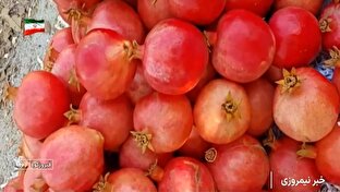 آغاز برداشت انار در فیروزکوه + فیلم