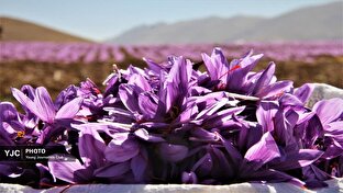 پاییز در بام ایران کلاله‌های سرخ می‌چیند+تصاویر