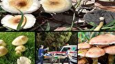 مسمومیت با قارچ‌ها و گیاهان سمی به دلیل ناآگاهی افراد اتفاق می‌افتد