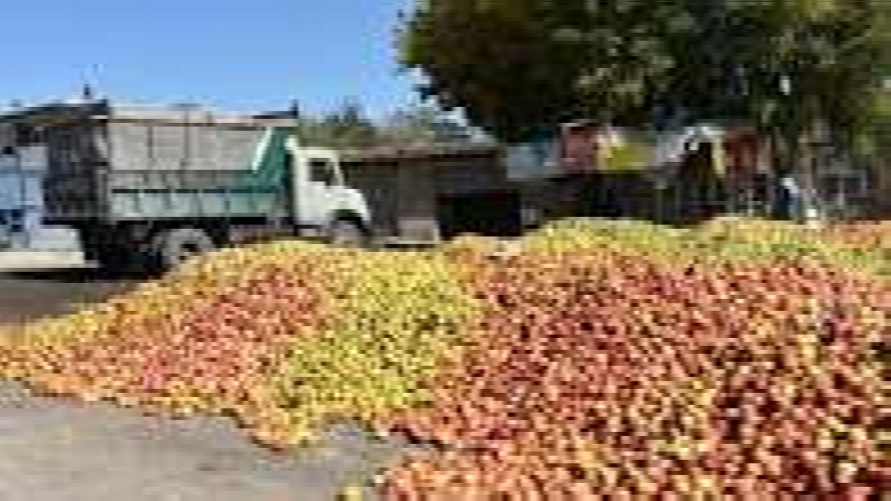 آغاز خرید حمایتی سیب صنعتی از باغداران آذربایجان غربی با نرخ هر کیلو ۱۷ هزار تومان