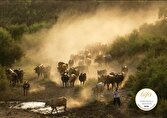 درخشش عکاس بوکانی در جشنواره بین‌المللی بوداپست؛ کسب ۲۶ جایزه جهانی