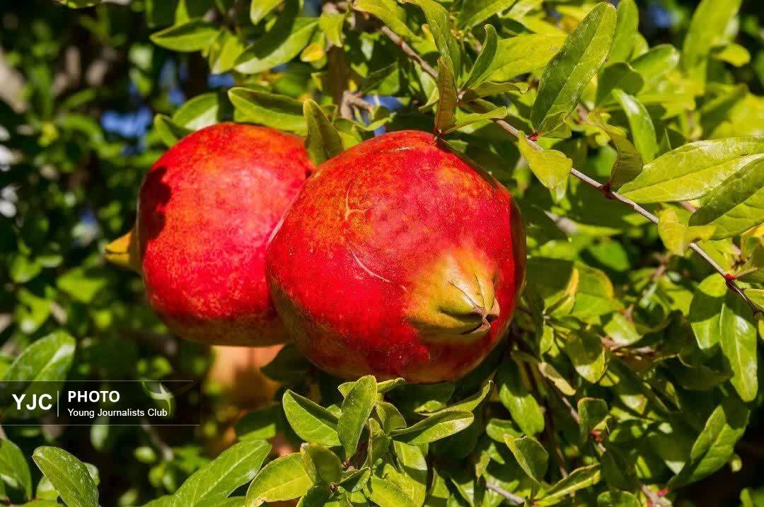 انارستان های چهارمحال و بختیاری به بار نشست + عکس