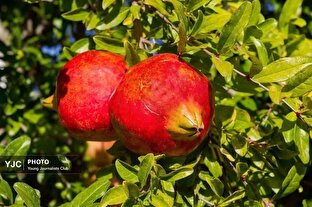 انارستان های چهارمحال و بختیاری به بار نشست + عکس
