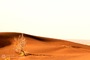 کویر ریگ جن 