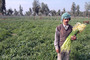 نرگس زار بهبهان ثبت شده در آثار ميراث طبيعي کشور 