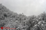 جاده های برفی