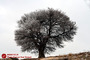 طبیعت زمستانی 