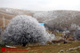طبیعت زمستانی 