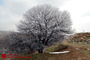 طبیعت زمستانی 