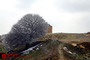طبیعت زمستانی 