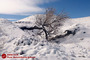 طبیعت برفی