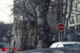قطع درختان قدیمی در منطقه دارآباد