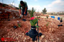 کاشت گل در پوکه نارنجک توسط بانوی فلسطينی