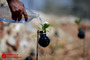 کاشت گل در پوکه نارنجک توسط بانوی فلسطينی
