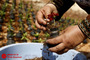 کاشت گل در پوکه نارنجک توسط بانوی فلسطينی