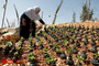 کاشت گل در پوکه نارنجک توسط بانوی فلسطينی