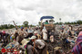 کودکان کار در زباله‌دانی‌های کامبوج