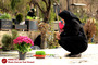 پنجشنبه آخر سال در امام زاده طاهر (ع) کرج