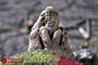 رانش زمین در کشمیر