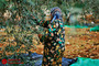 زندگی روزمره در فلسطین
