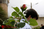 بخشش در لحظه اجرای حکم قصاص
