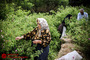 چیدن گل گلاب در کاشان