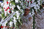 تشییع پیکر چهار شهید گمنام در شیراز