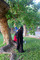چیدن توت در کوچه خیابان‌های شهر 
