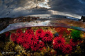 تصاویر جذاب از دنیای زیر و روی آب