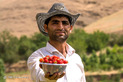 برداشت توت فرنگی در کردستان