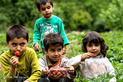 برداشت توت فرنگی در کردستان