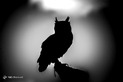 عکاسی ضد نور از حیوانات 