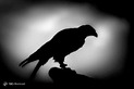 عکاسی ضد نور از حیوانات 