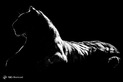 عکاسی ضد نور از حیوانات 