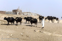 زندگی مردم در روستاهای اطراف شهر نجف