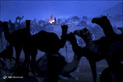 جشنواره شتر در ایالت راجستان هند