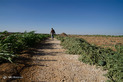 زندگی آوارگان سوری در اردن