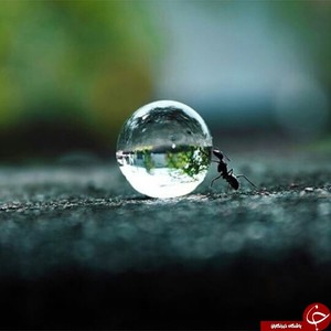 تلاش جهت حمل یک قطره
