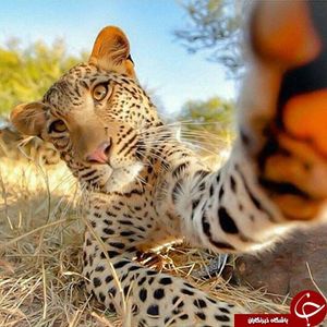 کنجکاوی نسبت به دوربین 