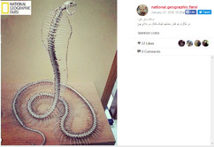 اسکلت مار کبرا

