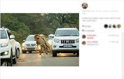 حمله دو شیر به یک گوزن در جاده ای در پارک جنگلی آفریقای جنوبی
