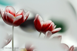 جشنواره نوروزی برج میلاد