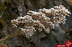 خاراشکن هرمی گل ملی نروژ