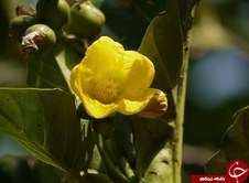 Simpor گل ملی برونئی
